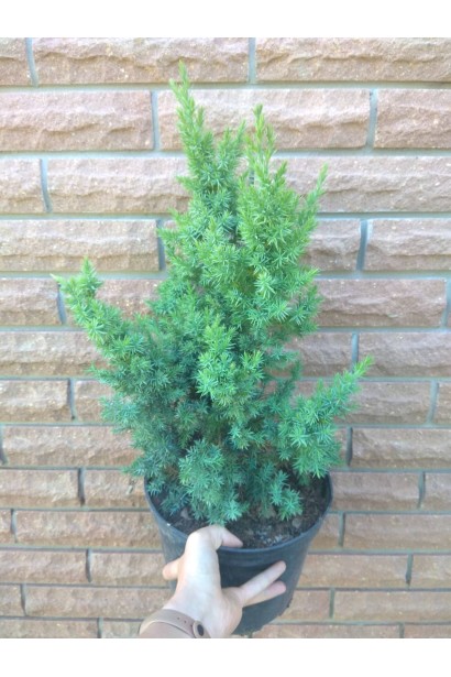 Ялівець китайський Монарх - 3л/вис.30-35см/Ø15-25см